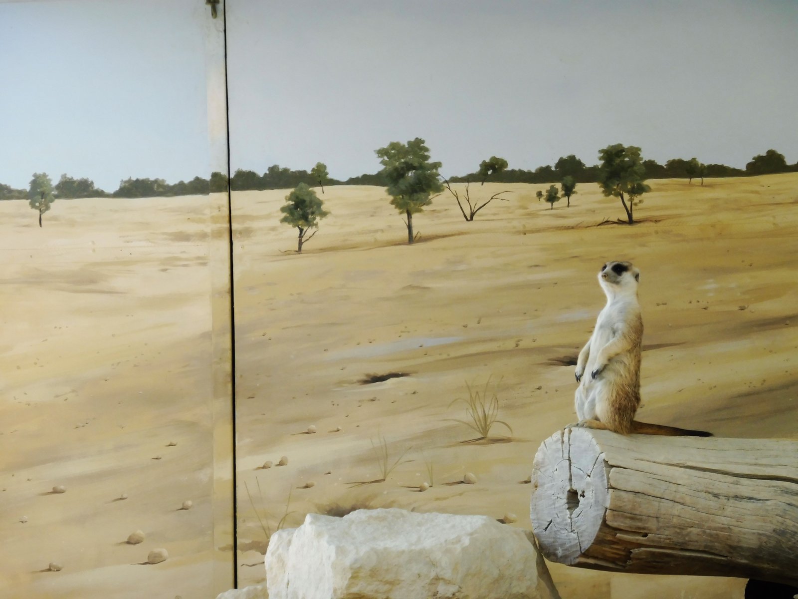 WARNING! More meerkat pictures ahead!