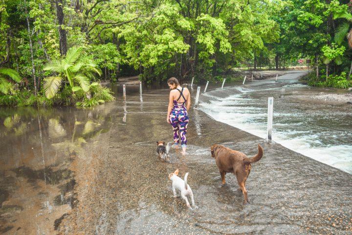 dogs playing in Cairns Daintree Rainforest Creek flood