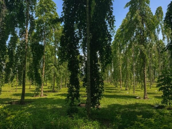 Tubi Tree Is the Solomon Islands Worth Visiting in 2026?