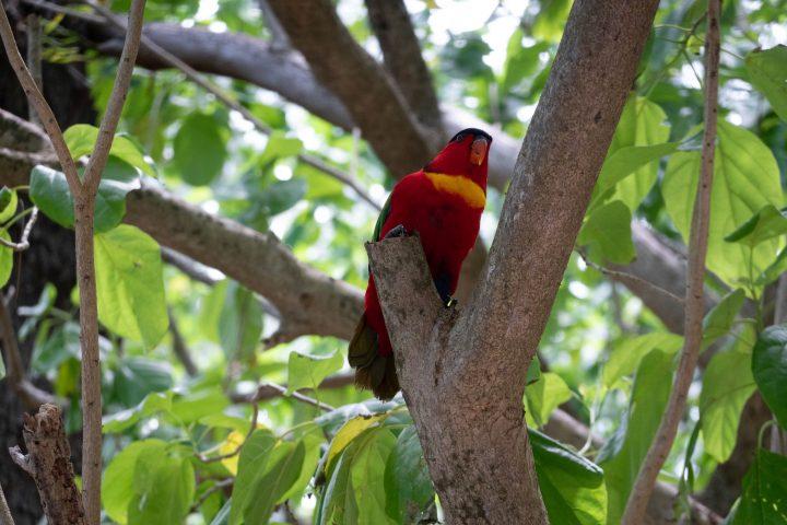 Kennedy Island Gizo Kennedy the bird Solomon Islands FatBoys Island Resort