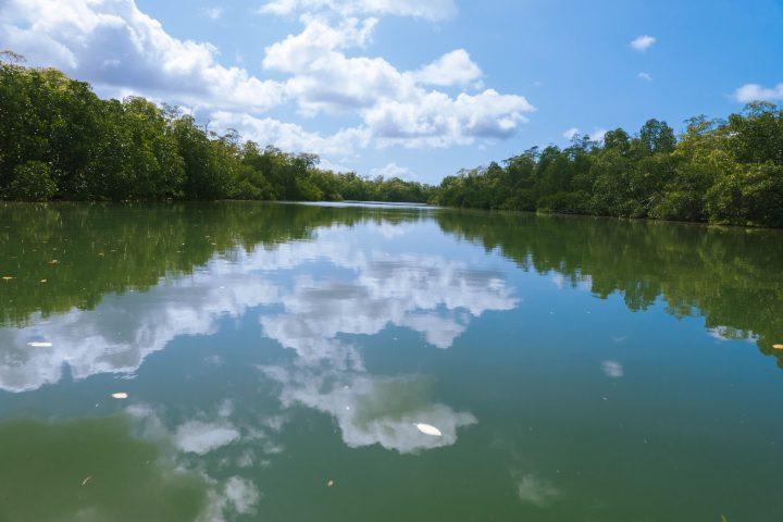 Gizo to Munda Solomon Islands mangroves