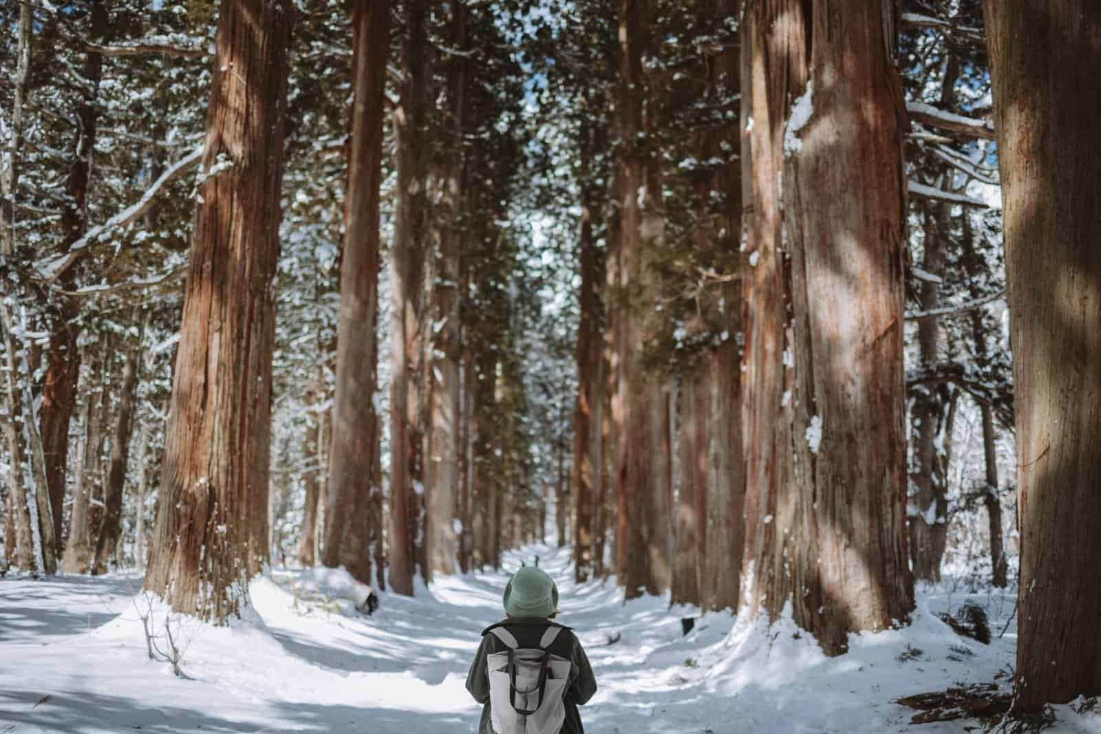 Togakushi Shrine Nagano Trees