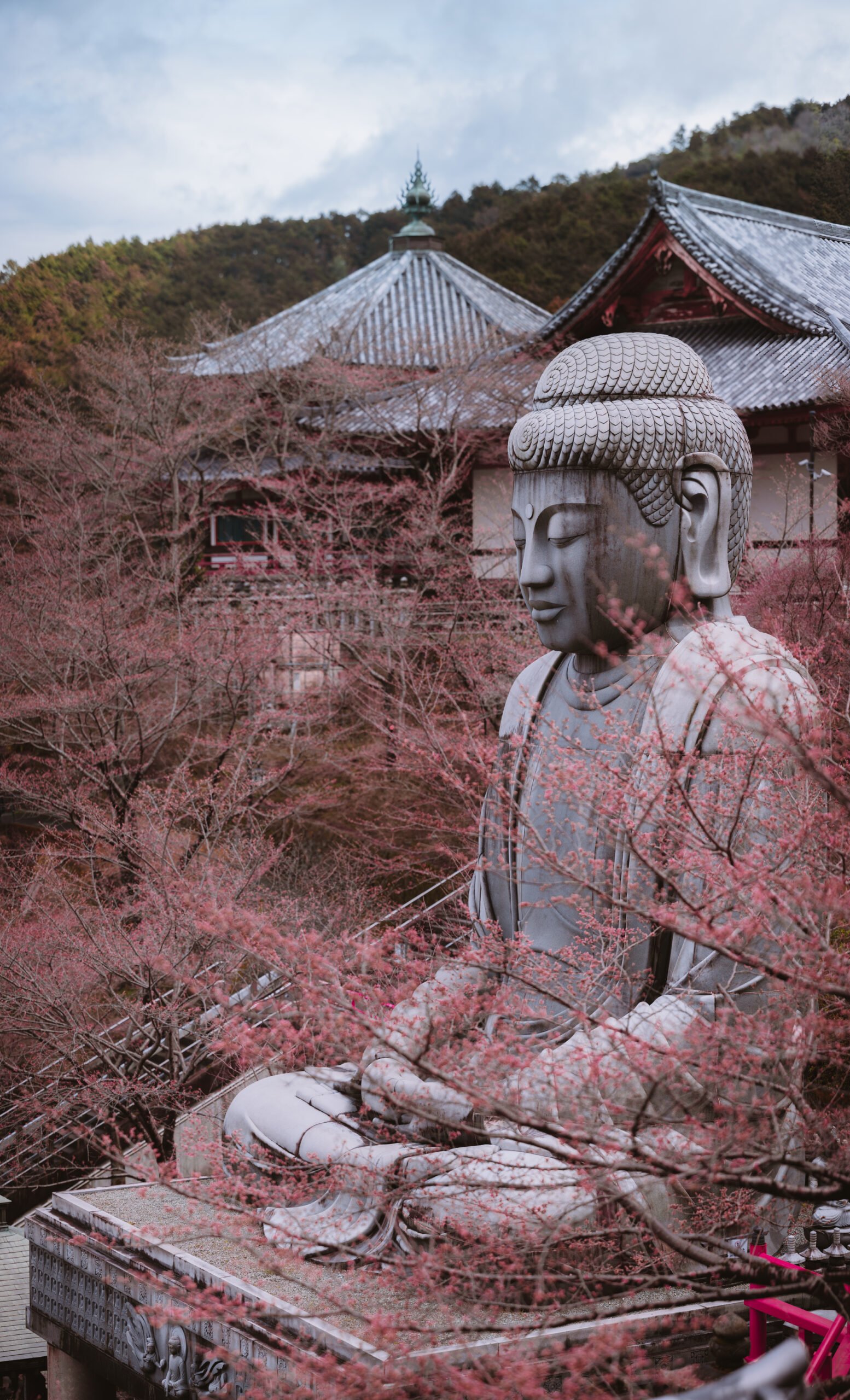 Tsubosaka-dera Temple during cherry Blossom Season Japan