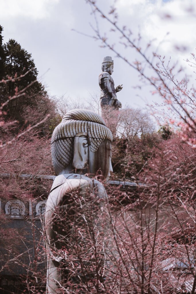 Tsubosaka-dera Temple during cherry Blossom Season Japan