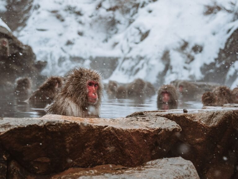 Is Jigokudani Snow Monkey Park Worth Visiting in Nagano, Japan?